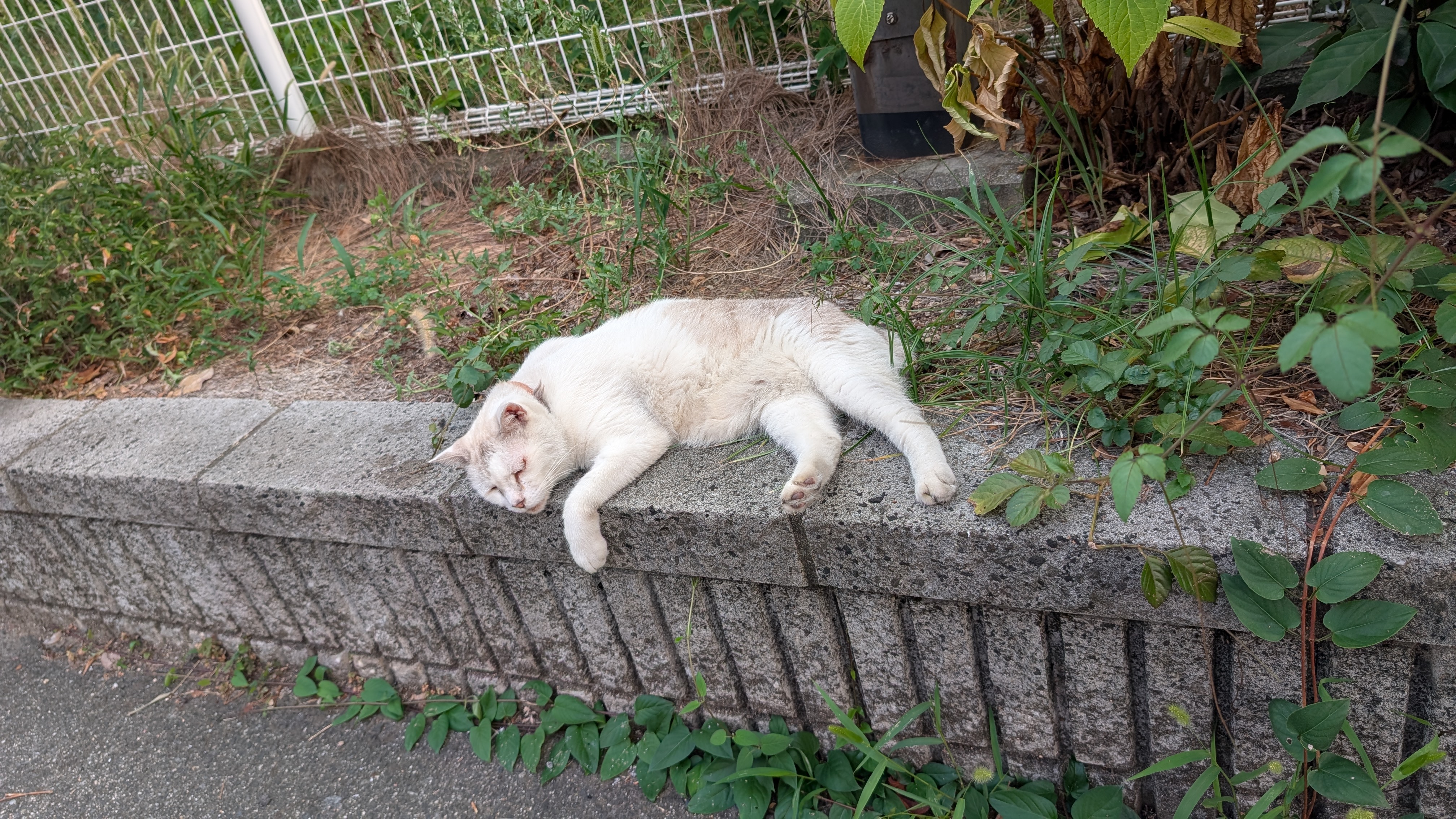 whitecat